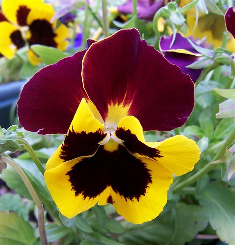 Home And Garden : How to Care for Pansy Flowers