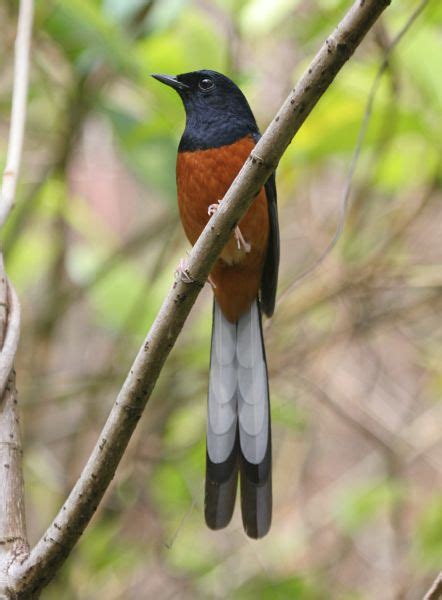 PENANGKARAN MEGA BIRD FARM: Jenis Jenis Burung Murai Batu