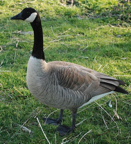 Popular Domesticated Goose Breeds