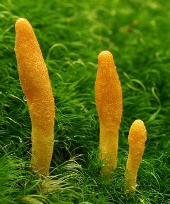 East Miraculous Herb (Cordyceps militaris) | Zenmony.com