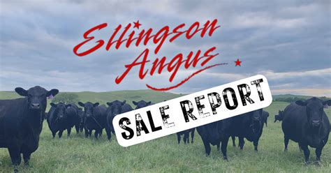 Ellingson Angus Production Sale • Ranch Channel