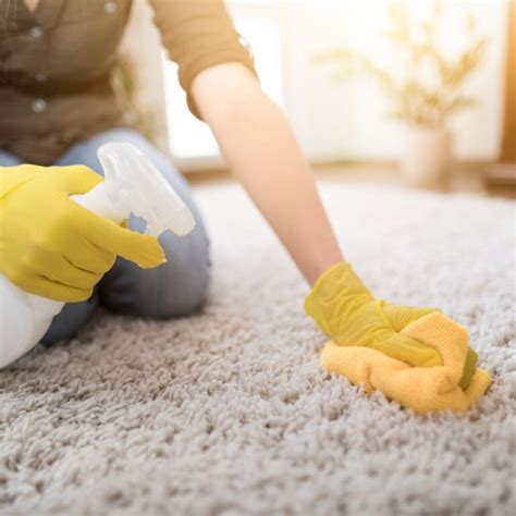 Steam Cleaning Vs Shampooing Carpet: Which Is Better? - Felicia Graves