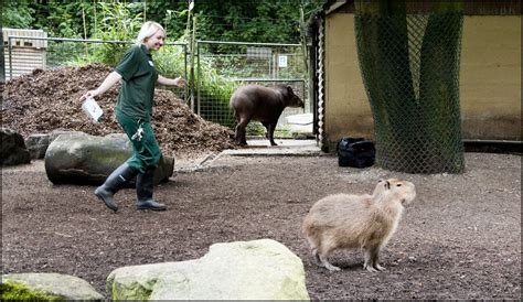 Capybara - Dudley Zoological Gardens