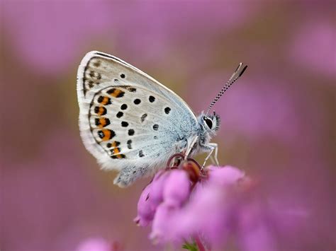 Silver-studded Blue | Butterfly Conservation