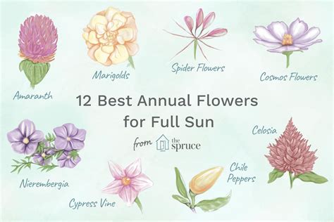 12 Best Annual Flowers for Full Sun