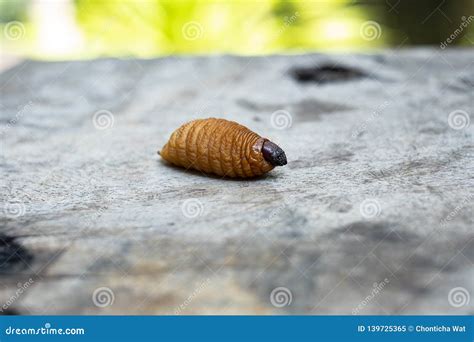 Red palm weevil larvae stock image. Image of beetle - 139725365