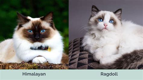 Himalayan vs. Ragdoll Cat: Main Differences (With Pictures) | Hepper