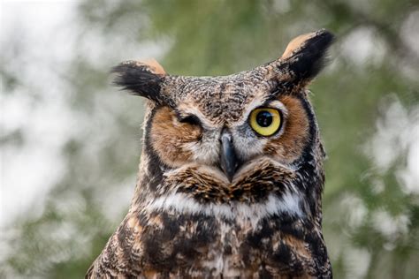 5 things you didn't know about Great Horned Owls - Lake Erie Nature & Science Center