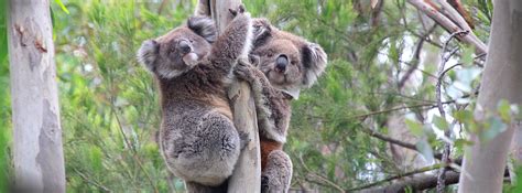 Wild Koala Day | Saving Koalas