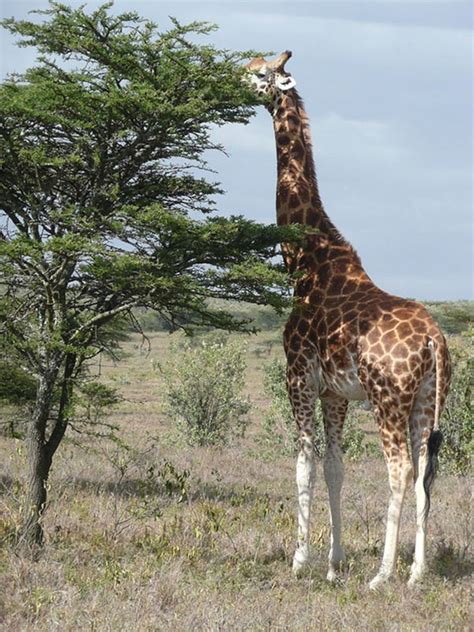 30 Giraffe Facts and Photos: Fun Animal Facts for Kids | HubPages