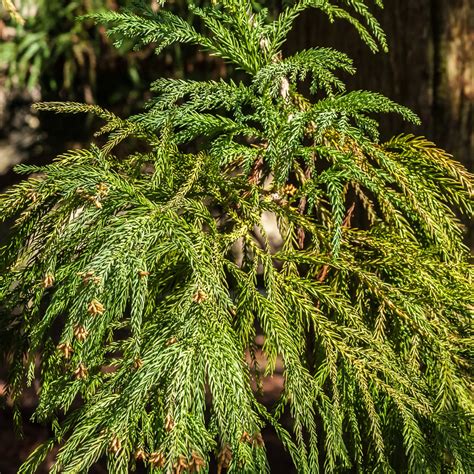 Japanese Cedar Tree – Green Thumbs Garden