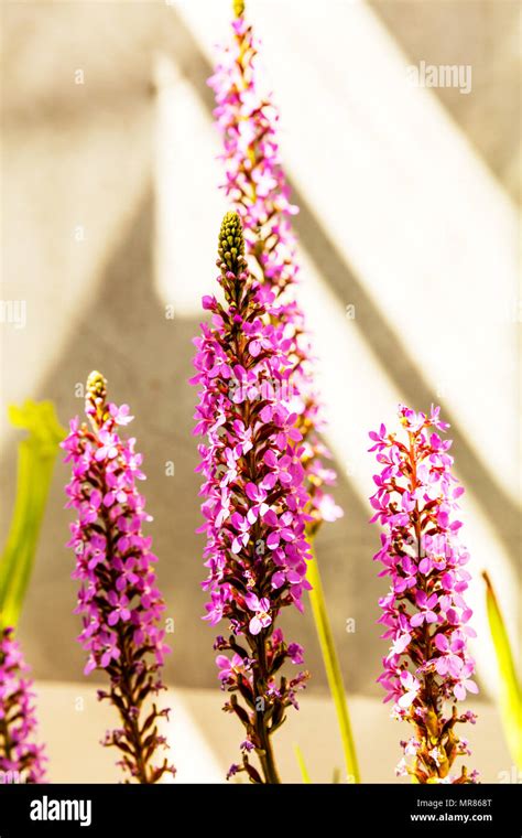 Grass Trigger Plant, Stylidium graminifolium, grass triggerplant, dicotyledonous plant, genus ...