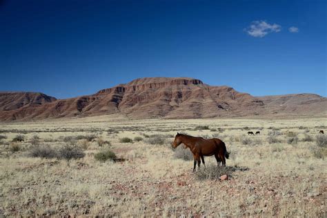 Africa's Only Herd Of Feral Horses Is At Risk