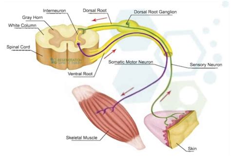 What is A Motor Neuron? Motor Nerves & Innervation