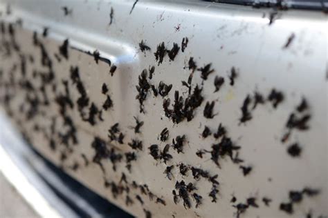 Let Us Get the Love Bugs Off Your Car