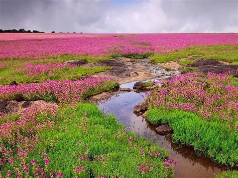 Kas Pathar / Kaas Plateau, Satara - Timings, Entry Fee, Best Time to Visit