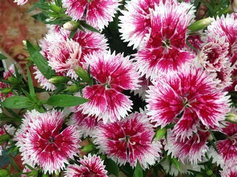 once more picture - dianthus flower ^^ | Dianthus flowers, Flowers, More pictures