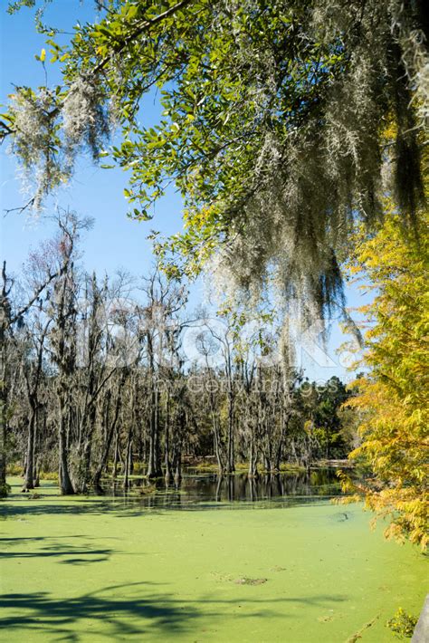 Swamp With Cypress Trees Stock Photo | Royalty-Free | FreeImages