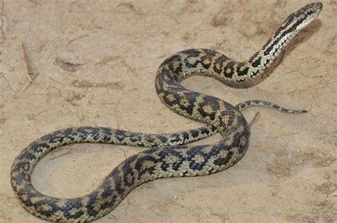 Venomous viper species from the Tibetan plateau discovered in museum ...