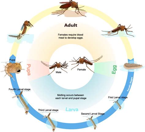 Culex_mosquito_life_cycle_en wik rev dw - Vector Control Services