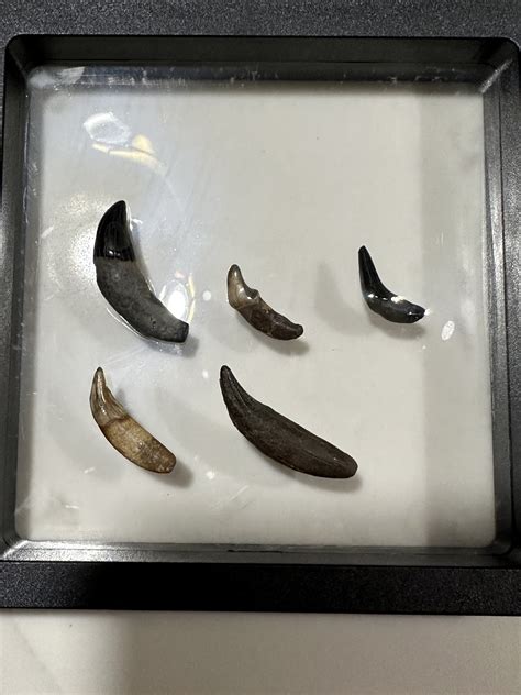 Florida porpoise teeth ID - Fossil ID - The Fossil Forum