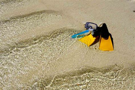 6 Things to Know about the Whale Sharks at Ningaloo Reef