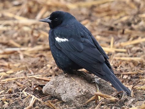 Tricolored Blackbird - eBird