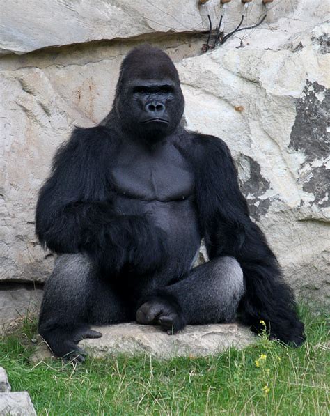 File:Gorilla gorilla gorilla 01.jpg - Wikimedia Commons