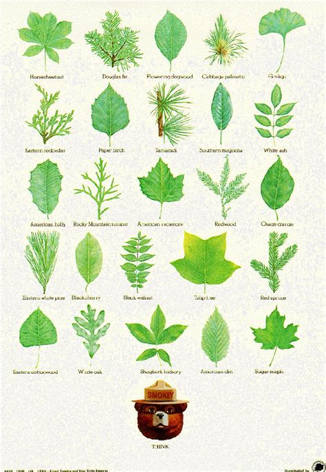 Leaf identification post from Smoky Bear and the US Forestry Service #botany plant activities ...