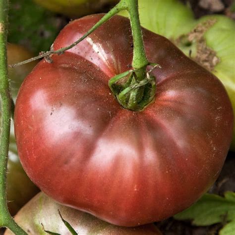 Tomato – Cherokee Purple – Urban Seedling