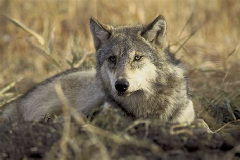 Dozens of Conservation Groups, Scientists Call on New York to Protect Wolves - Center for ...