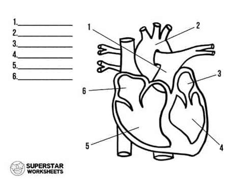 Free Heart Worksheets | Animal cells worksheet, Heart diagram, Human ...