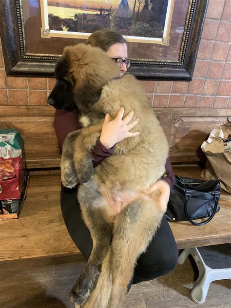 Denali a 12 week old Leonberger. 65 lbs of floof.https://ift.tt/2L8gTHg | Leonberger dog ...