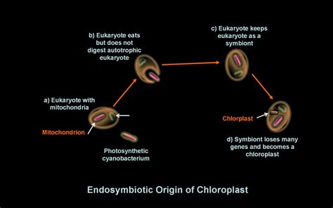 Endosymbiosis - The Appearance of the Eukaryotes