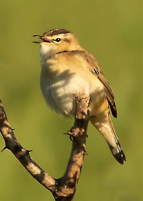 Sedge Warbler | BirdForum