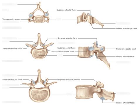 Cervical Thoracic And Lumbar Vertebrae