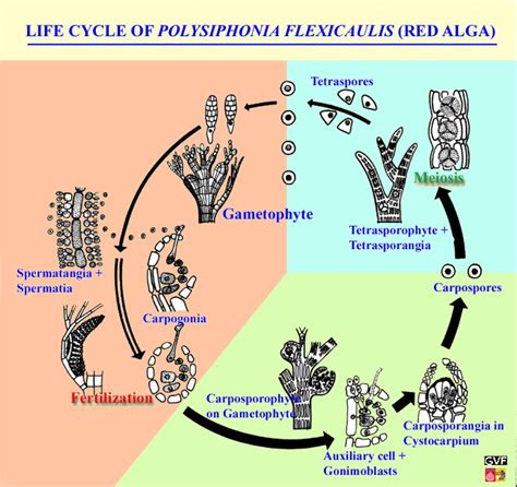 Life cycle of Polysiphonia (Rhodophyta Red algae)