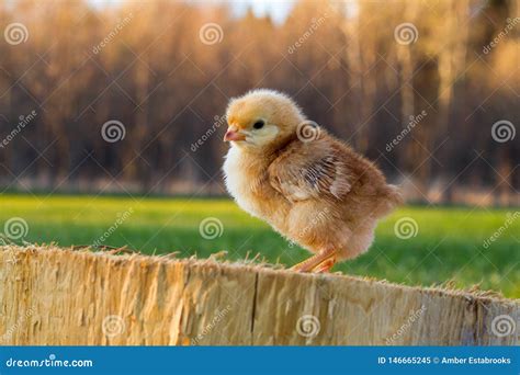 Rhode Island Red Chick on a Slice of Cedar Stock Image - Image of rhode ...