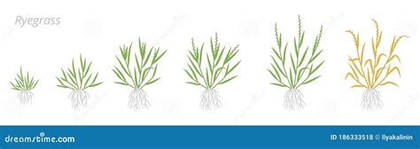 Ryegrass Growth Stages. Fescue Grass Family Poaceae. Lolium. Grasses ...