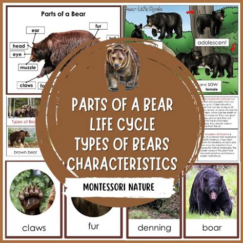 Parts of a Bear Life Cycle Facts Pack - Montessori Nature Printables