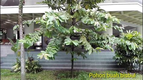 POHON BUAH BISBUL - YouTube