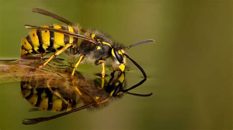 Common Wasp (Vespula vulgaris) - Woodland Trust