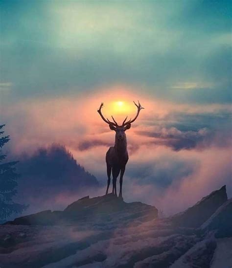 Scottish stag holding the sun with its antlers. : r/pics