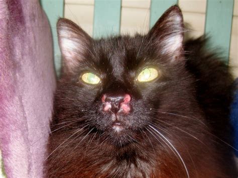 sores on my cats nose | TheCatSite