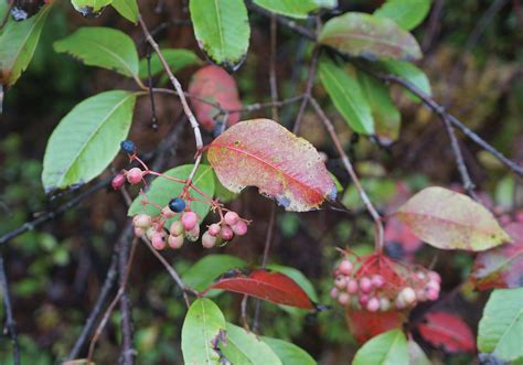 The Viburnum Lentago Clade: A Continental Radiation | Arnold Arboretum