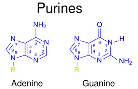 Purine And Pyrimidine Nucleotides