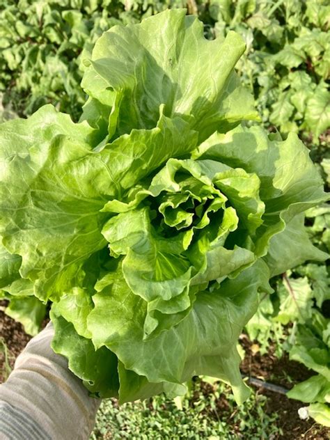 2 Lettuce Heads – CasaCano Farms