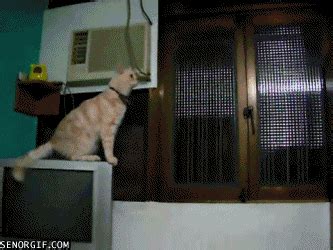 Funny Compilation of LOL Cats (Part 1) | I Like To Waste My Time