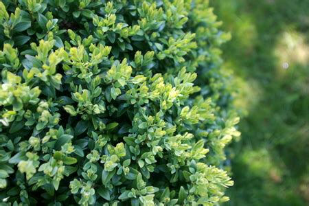 Choosing Companion Plants for Your Boxwood | DoItYourself.com