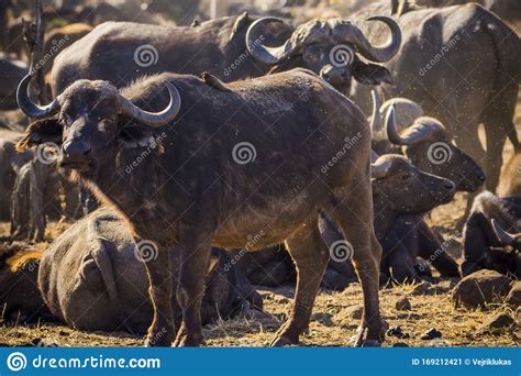 A Herd of African Buffalo Syncerus Caffer Stock Image - Image of buffalo, savannah: 169212421